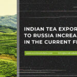 Indian Tea Exports To Russia Increased By 5% In The Current Fiscal Year
